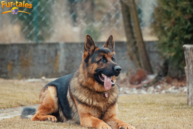 German Shepherd: From Herding Dog to Beloved Companion