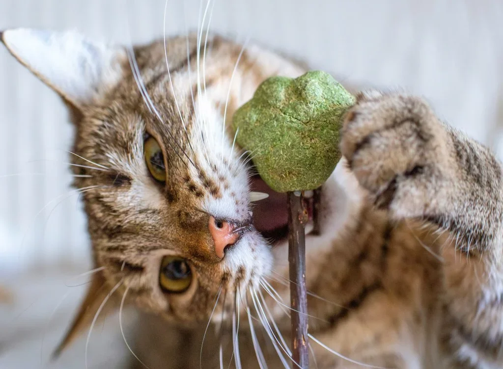 7 Irresistible Homemade Cat Treat Recipes Every Feline Lover Must Try