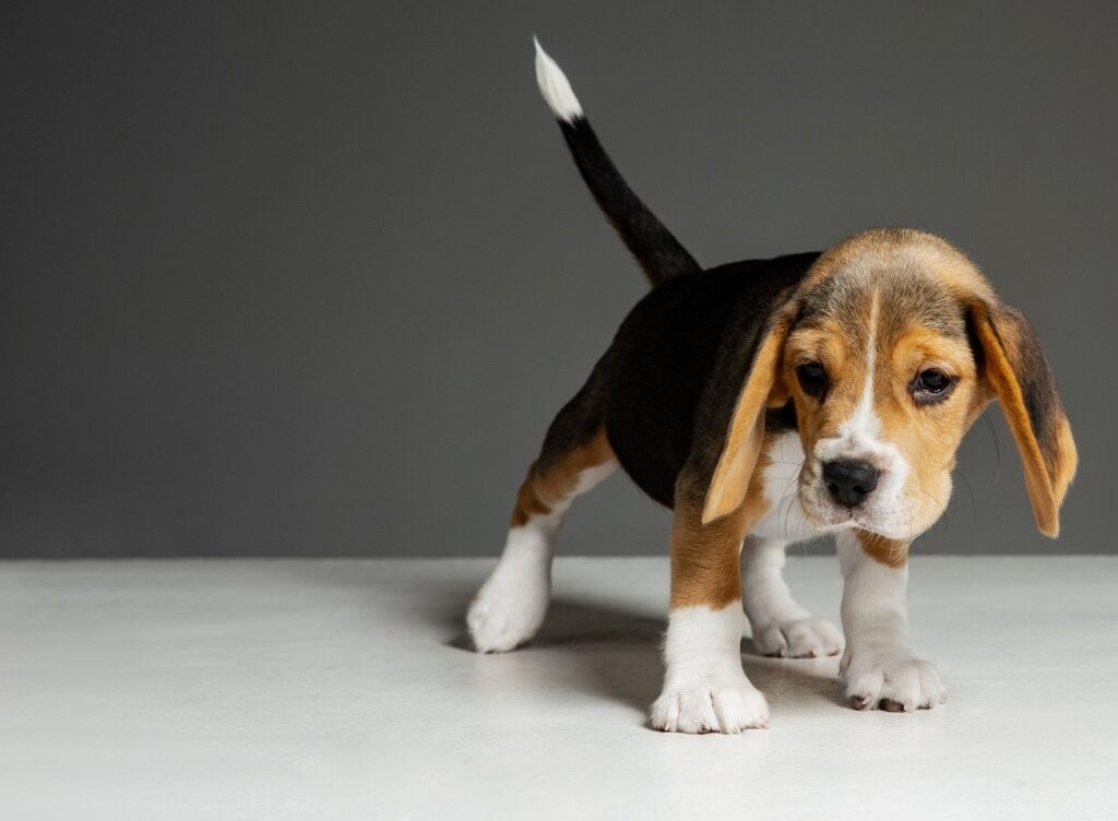Helping Your Dog Overcome Fear of Strangers: Tips for Stress-Free Socialization