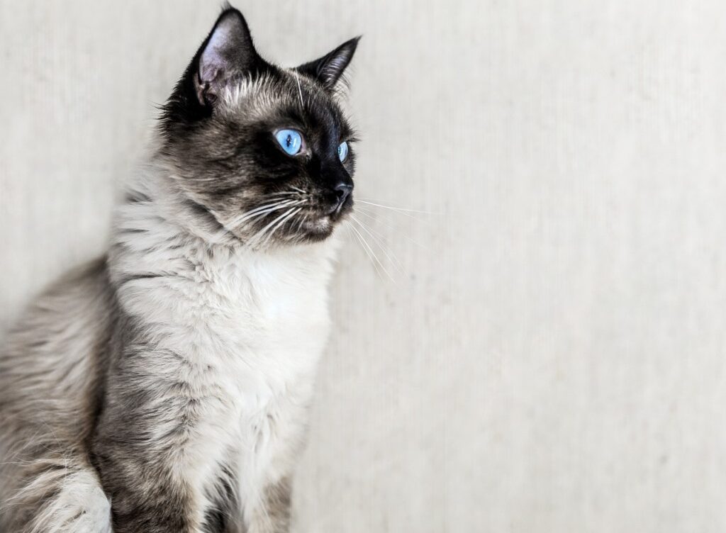 10 Most Affectionate Cat Breeds