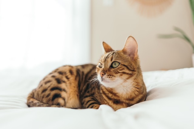 People don’t realise cats can get diabetes