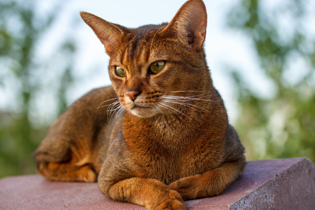 Cat Breeds That Act Like Dogs: The Ultimate Guide for Pet Lovers