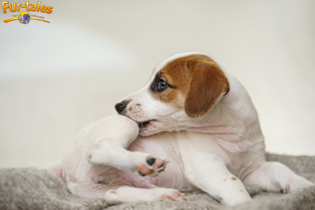 Springtime Allergies in Pets: Symptoms & How to Help