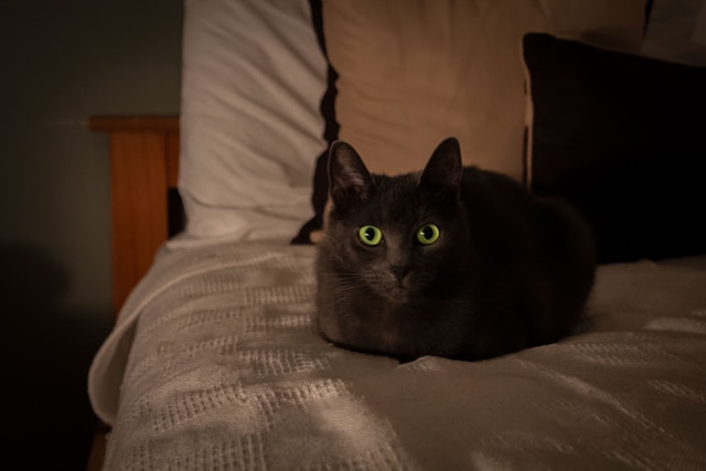 When Cats Talk at Night: The Meaning Behind the Meows