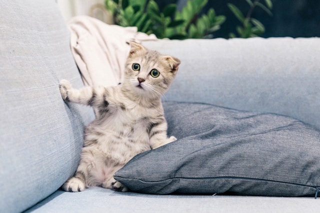 How to Stop Your Cat from Scratching Furniture: 7 Proven Strategies