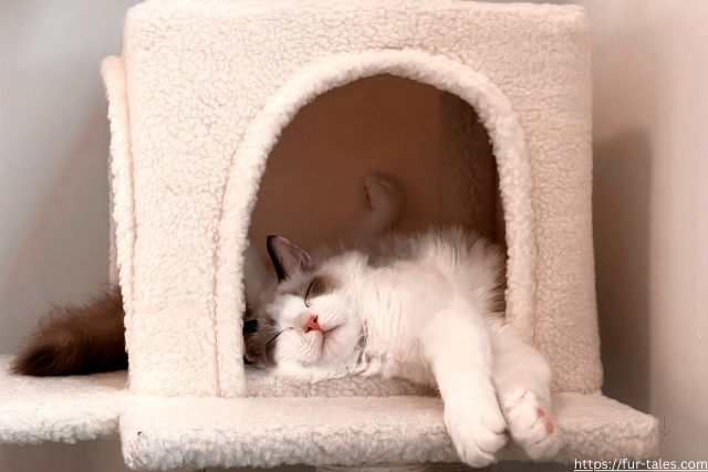Tight Corners & Cozy Cubes: Why Cats Love Sleeping in Small Spaces