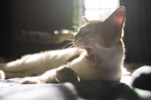 Why Your Kitten Is Sneezing and What You Can Do - Fur-tales Why Is My