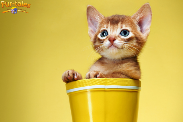 The Best Cat Apps: Fun and Stimulating Games for Your Kitty
