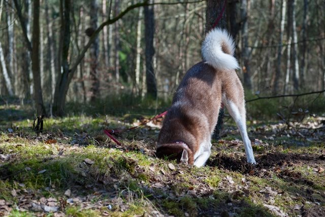 How to Stop a Dog from Digging Holes in the Yard: Practical Tips That Work