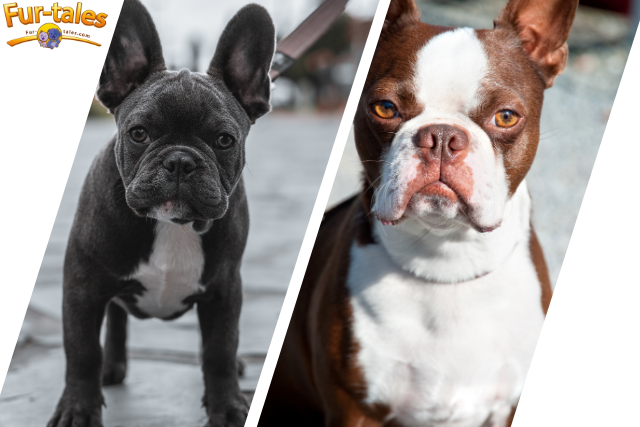 French Bulldog vs. Boston Terrier: Which Breed Is Right for You?