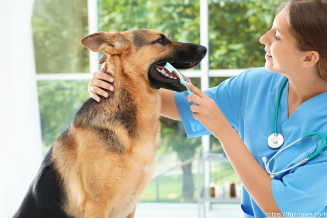 How to Maintain a Pet’s Dental Health: A Guide to Happy, Healthy Smiles