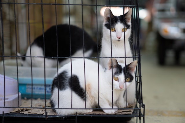 How Local Shelters Are Using Social Media to Save Lives