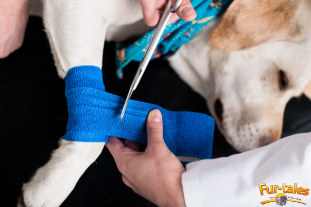 Helping Your Pet in a Crisis: First Aid Tips for Emergencies