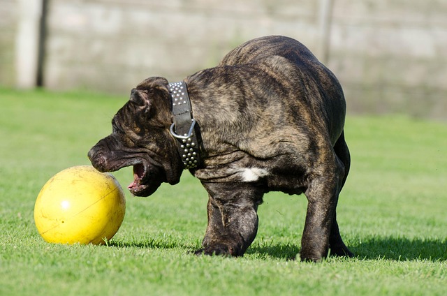 How to Encourage Independent Play in Dogs and Cats