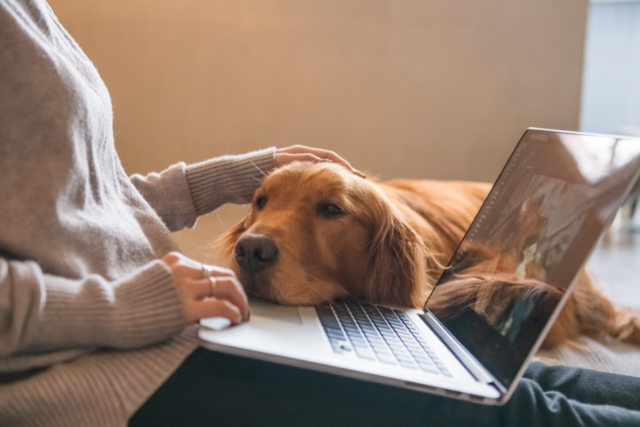 How Your Energy Affects Your Pet’s Behavior