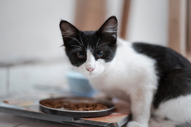 The Impact of Pet Food Quality on the Long-Term Health of Cats