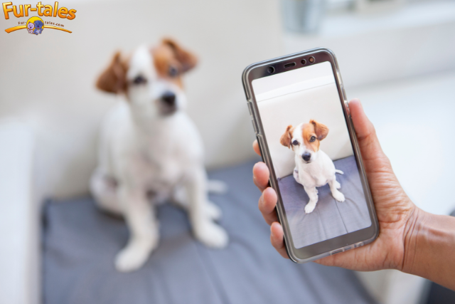 The Growing Trend of Instagram Accounts for Pets