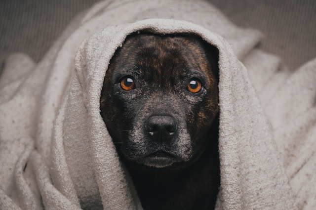Preparing Your Dog for Spring Thunderstorms: Desensitization & Anxiety Tips