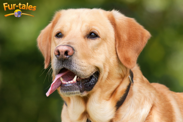 Understanding the Silent Language of Aging Dogs