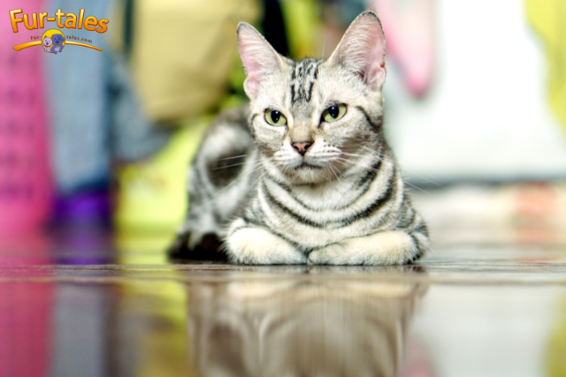 American Shorthair Personality: What to Expect from This Gentle Feline