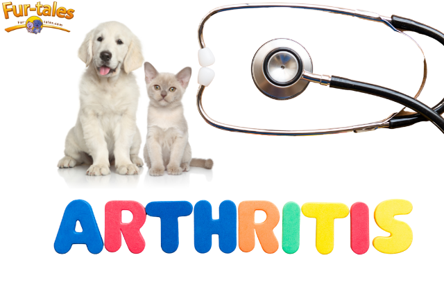 How to Spot Early Signs of Arthritis in Dogs and Cats