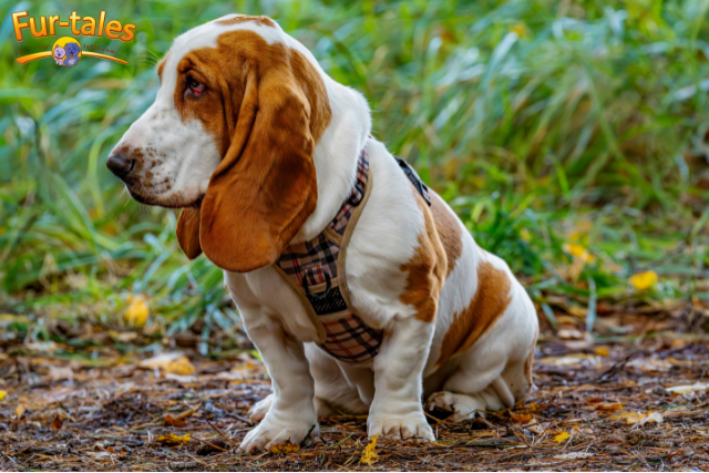 Top 10 Low-Energy Companion Dogs for a Laid-Back Lifestyle