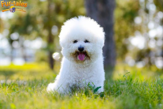 Top 7 Hypoallergenic Dogs That Won’t Leave Hair Everywhere
