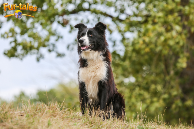 Comparing Urban vs. Rural Breed Needs: A Pet Owner’s Guide to Choosing the Right Companion