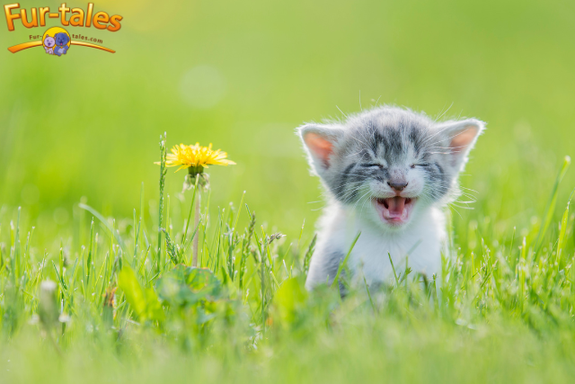 What Do These 7 Cat Sounds Mean?