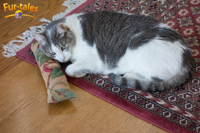 How to Make Homemade Catnip Toys