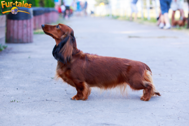 Are Dachshunds Good Family Dogs? Exploring Their Compatibility with Children and Other Pets