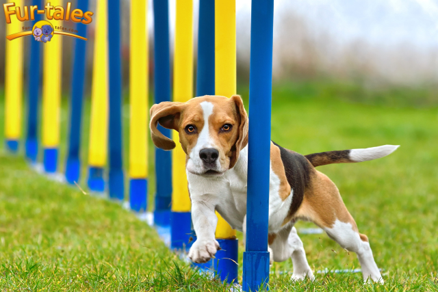 The Benefits of Canine Agility Training: Exercise and Fun