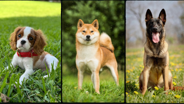10 Dog Breeds Gaining Popularity in 2025—and Why Pet Owners Love Them