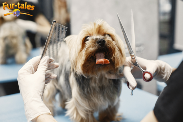 Should I Groom My Dog at Home or Go to a Professional? A Complete Comparison