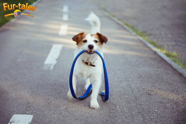 Training Your Breed for Off-Leash Exercise