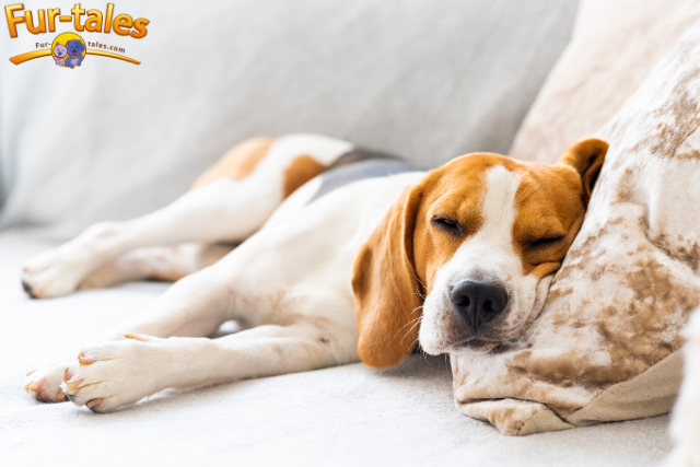 5 Dog Sleep Positions and Their Meanings