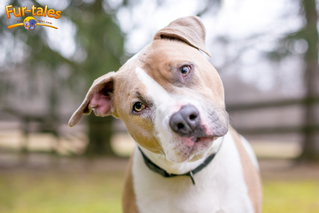 Why Dogs Tilt Their Heads: Cute or Communicative?