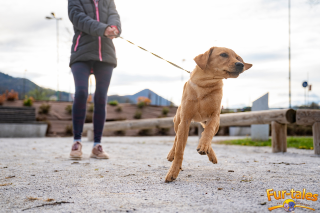 Leash Reactivity in Dogs: Understanding and Addressing It