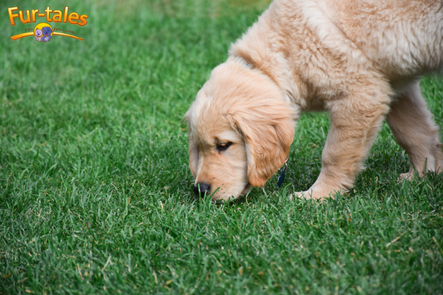 The Geography of the Sniff: How a Dog’s Nose Maps Their World and Our Neighborhoods