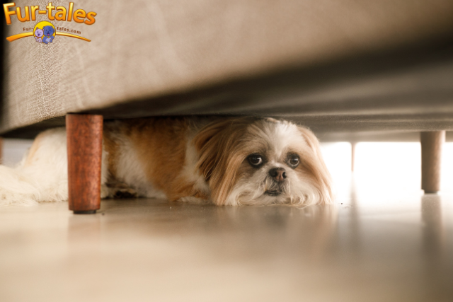 Can Dogs See Ghosts? Exploring the Myth and Science