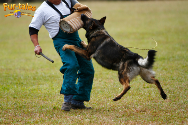 Easiest Dog Breeds to Train: A Guide for First-Time and Experienced Owners