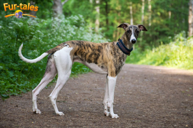 Which Dog Can Outrun the Rest? A Look at the 5 World’s Fastest Dogs