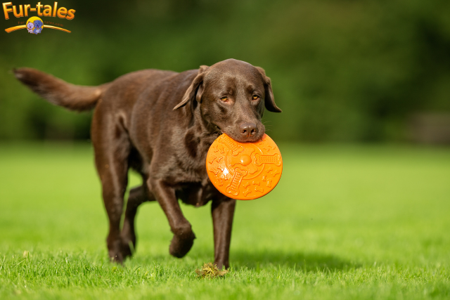 7 Fun-Loving Dog Breeds for Active Families