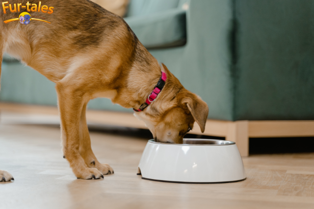 Which Nuts Are Bad for Dogs?