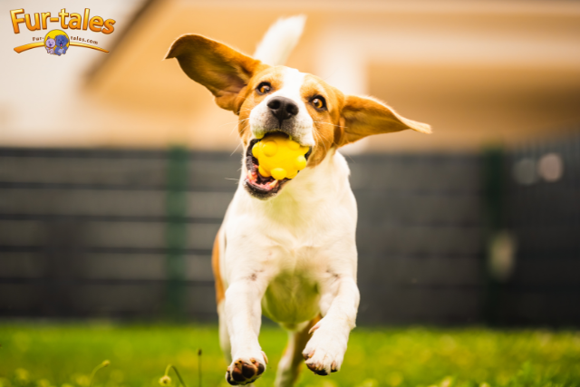 How to Organize a Successful Pet Playdate