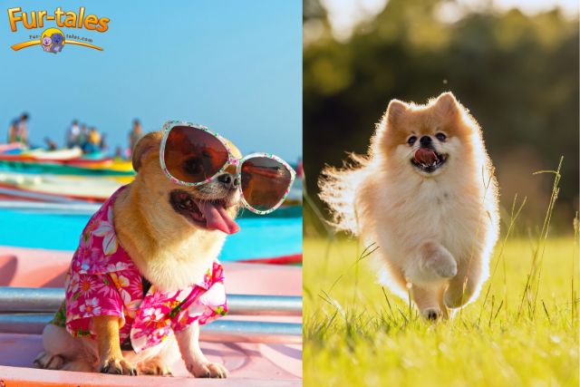 Pomeranian vs. Chihuahua: Which Small Breed Is Right for You?