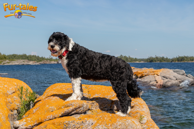 Hypoallergenic Dogs: Standard Poodle vs. Portuguese Water Dog