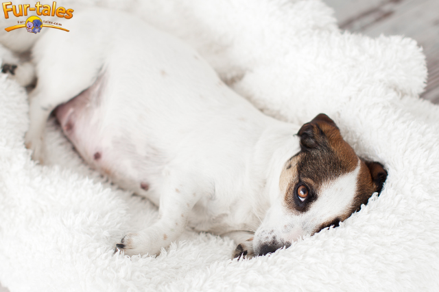 How to Take Care of Your Dog During Pregnancy