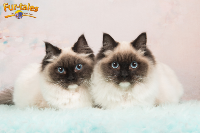 Breed Spotlight: Ragdoll Cat – The Gentle Giant