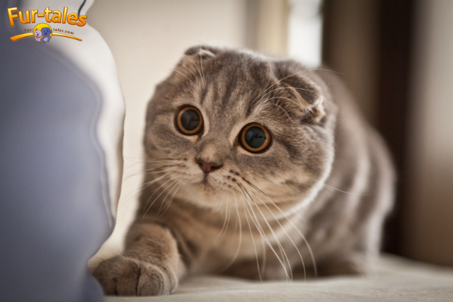 10 Cat Breeds Known for Being Cuddly